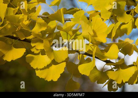 Foglie di Ginkgo biloba Maidenhair albero Autumn Change Colour giallo giallastro giallastro giallastro giallastro giallastro giallastro giallastro giallastro Foto Stock
