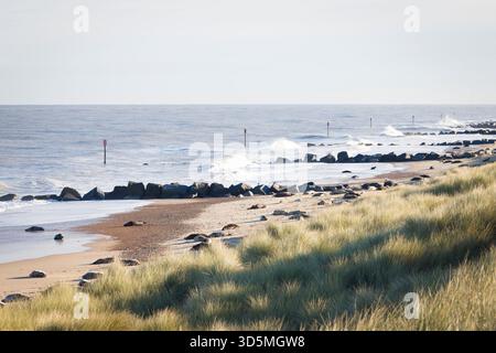 Colonia di foche grigie su una spiaggia. Foche grigie (Halichoerus grypus) in inverno a Horsey Gap, Norfolk, Regno Unito Foto Stock
