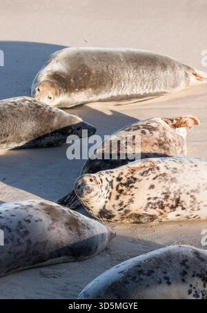 Colonia di foche grigie su una spiaggia. Gruppo di foche grigie (Halichoerus grypus) in inverno a Horsey Gap, Norfolk, Regno Unito Foto Stock