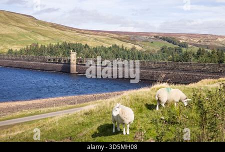 Scar House Reservoir, Upper Nidderdale, con pecore che pascolano sulla prateria. Yorkshire Dales, Regno Unito Foto Stock
