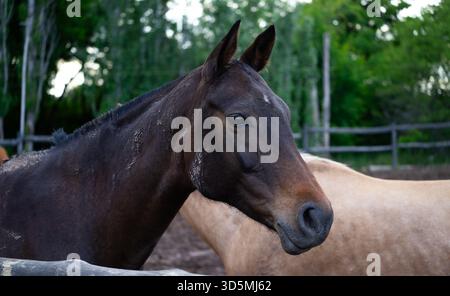 Cavallo marrone scuro con motivi di fango in piedi nel Ranch Corral Foto Stock
