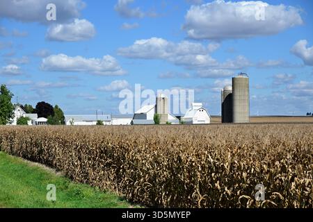 Lee, Illinois, Stati Uniti. Un campo di grano completamente maturo attende il raccolto in una grande fattoria dell'Illinois centro-settentrionale. Il raccolto sembra circondare i fienili e la fattoria bu Foto Stock