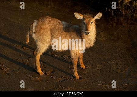 Una femmina (Kobus ellipsiprymnus) alla luce del tardo pomeriggio, Kruger National Park, Sudafrica Foto Stock
