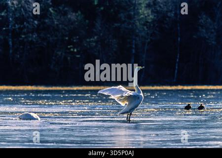 Whooper Swan sbatte le ali su un lago ghiacciato durante il sole invernale Foto Stock