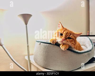 gatto allo zenzero che si diverte a sdraiarsi sul suo comodo letto per gatti Foto Stock