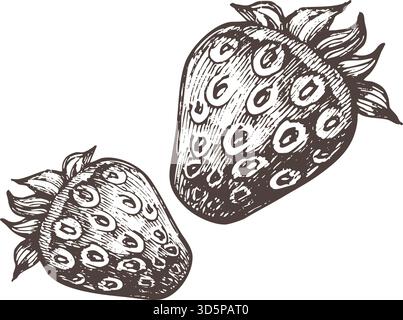 Illustrazione a fragole vintage disegnata a mano in stile inciso. Disegno dettagliato di bacche botaniche adatto per etichette, imballaggi, ricette Illustrazione Vettoriale
