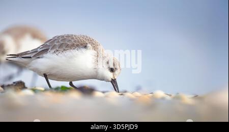 Calidris alba arenaria sabbiosa cammina in acqua e cerca di cibo nelle onde, la foto migliore. Foto Stock