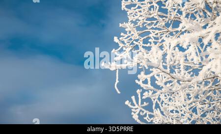 Rami di alberi innevati, cielo blu sfondo invernale con spazio di copia Foto Stock