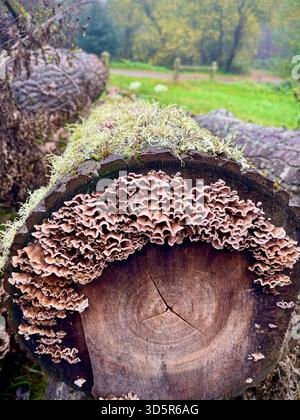 Chondrostereum purpureum, un fungo di decadenza del legno e agente causale della malattia delle foglie d'argento, che spesso colpisce gli alberi da frutto, colonizzando il legno duro nel bosco del Regno Unito Foto Stock