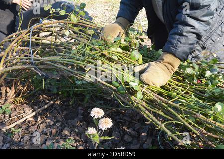 Un uomo che indossa guanti e abiti caldi lega a terra i cespugli di rose che arrampicano per proteggersi dall'inverno. Il giardiniere prepara le rose per lo svezzamento freddo Foto Stock