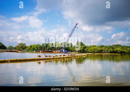 Tidal Basin Seawall Repair Construction Washington DC // WASHINGTON DC — la costruzione di Tidal Basin Seawall Repair è visibile, con una grande gru, chiatte e oche del Canada poggiate su un braccio di contenimento giallo. Questo progetto affronta il deterioramento dell'infrastruttura dell'insenatura di 107 acri (43 ettari). Il deterioramento provoca inondazioni croniche, minacciando i famosi ciliegi. Il bacino delle maree, creato negli anni '1880, è un centro commerciale nazionale circondato da monumenti come il Jefferson Memorial. Gli edifici di Crystal City sono visibili attraverso il fiume Potomac in questa vista catturata su Octob Foto Stock
