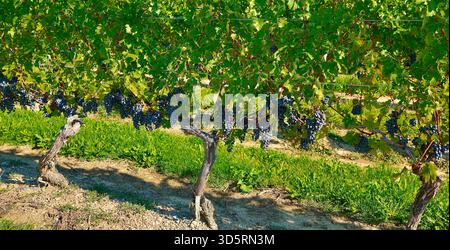 Una chiara e colorata fotografia ravvicinata degli alberi di vite nei vigneti della cantina Peninsula Ridge Estates Foto Stock
