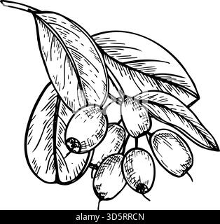 Ramo monocromatico di mirtilli con mazzo di mirtilli maturi e illustrazione isolata con foglie vettoriali dipinta con inchiostri neri. Bacche trafilate a mano su ramoscello Illustrazione Vettoriale