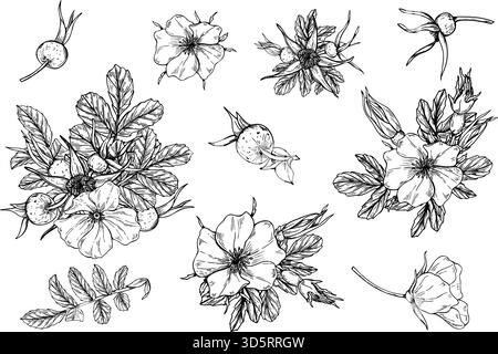 Fiori, foglie e frutti di bosco monocromatici, illustrazioni isolate vettoriali dipinte da inchiostri neri. Disegno di incisione di piante selvatiche Illustrazione Vettoriale