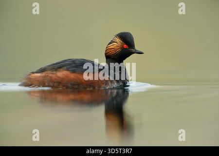 Adulto Grebe dal collo nero / Grebe orecchino / Schwarzhalstaucher (Podiceps nigricollis) nella migliore luce. Foto Stock