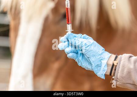 Primo piano di una mano con i guanti veterinarians prelevando un campione di sangue da una museruola horses con una siringa. L'immagine cattura la cura e la precisione del lavoro veterinario, sottolineando la salute degli animali, l'attenzione medica e la cura professionale degli equini. Foto Stock