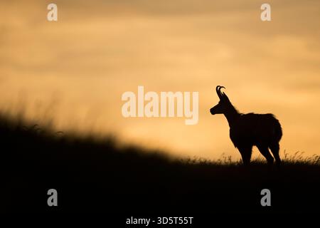 Camosci / camosci alpino / Gaemse ( Rupicapra rupicapra ) in piedi su un prato di montagna, in ultima luce, silhouette tipica, vista laterale. Foto Stock