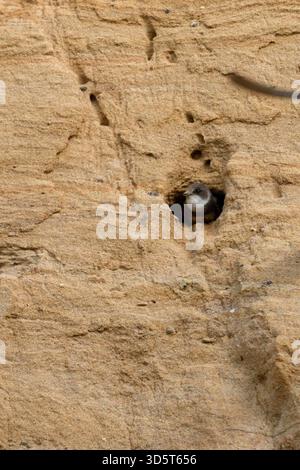 Sand Martin / Bank Swallow / Uferschwalbe ( Riparia riparia) guardando fuori dal suo buco di nido sul pendio di una fossa di sabbia, fauna selvatica, Europa. Foto Stock