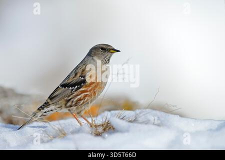 Accentor alpino / Alpenbraunelle (Prunella collaris) si erge nella neve con un po' di erba che arriva per trovare i semi. Foto Stock