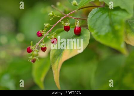Piccole bacche rosse brillanti su sottili steli rosa con foglie verdi morbide, che creano un delicato accento boschivo. Foto Stock