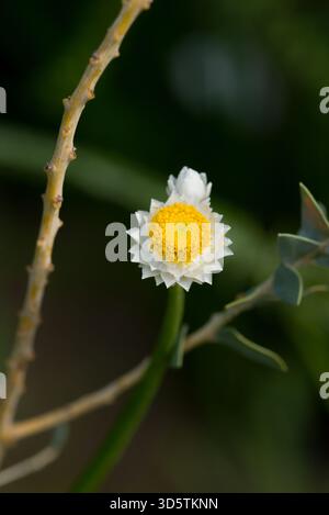 Acacia australiana compatta con foglie triangolari grigio-verdi e fiori di pompon giallo brillante da fine inverno a primavera. Foto Stock