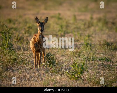 Giovane Roe Deer al sole della sera Foto Stock