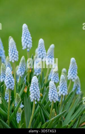 Muscari Baby's Breath, Grape Hyacinth Baby's Breath, Muscari Jenny Robinson, Grape Hyacinth Jenny Robinson, spike molto pallide, fiori blu, spri precoci Foto Stock