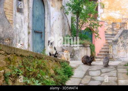 Molti gatti di vari colori seduti insieme in un pittoresco vicolo antico in un pittoresco villaggio greco a Corfù, nell'isola ionica, in Grecia, in Europa Foto Stock