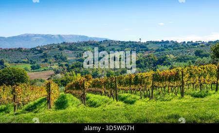 Vigneti del Sagrantino in primo piano alle pendici della campagna umbra. La storica cittadina collinare di Montefalco è visibile sul lontano crinale. Foto Stock