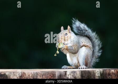Primo piano di uno scoiattolo grigio (Sciurus carolinensis) che tiene e mangia una ghianda verde mentre è arroccato su un ceppo di alberi, Regno Unito Foto Stock