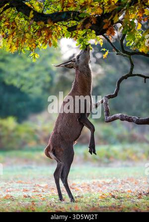 Un giovane cervo rosso maschio (Cervus elaphus) si erge sulle zampe posteriori per curiosare tra le foglie di quercia fresca e le ghiande da un ramo basso all'inizio dell'autunno Foto Stock