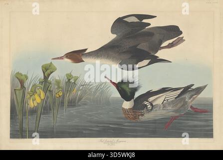 Un'illustrazione del 1838 di Robert Havell su John James Audubon raffigurante il Merganser dal petto rosso. Il lavoro enfatizza l'anatomia degli uccelli, il piumaggio, il becco, le gambe, le ali, habitat e tecniche di illustrazione ornitologica dei primi anni del xix secolo. Foto Stock