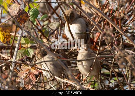 Tre passeri abitativi si trovano al riparo tra i rami autunnali dei muri. Gli uccelli riposano e appaiono annidati all'interno del fogliame. Foto Stock