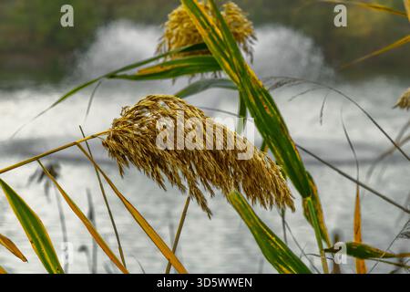 Alte canne dorate si stendono graziosamente su un lago tranquillo, catturando la calda luce del sole. L'acqua ferma riflette le sfumature, creando un'atmosfera serena Foto Stock
