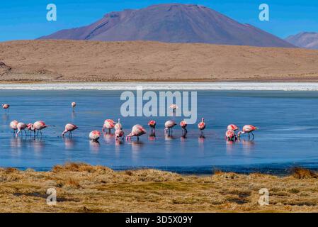 Fenicotteri andini che si nutrono su una laguna ad alta quota sotto le torreggianti montagne vulcaniche Foto Stock