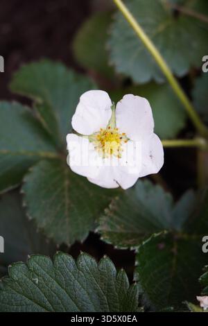 Fiori di fragola su una pianta di fragole biologica nell'orto. Foglie verdi di piante di fragole. Concetto di agricoltura e giardinaggio. Foto Stock
