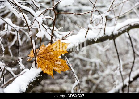 Foglia d'acero secco su un ramo ricoperto di neve. Concetto per inizio autunno o inverno, nevicate, clima freddo Foto Stock