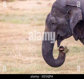 Primo piano di un grande elefante indiano selvatico con un tronco pieno di erba Foto Stock