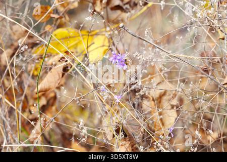 Ultimo fiore selvatico tra l'erba secca dell'autunno. Un delicato fiore viola fiorisce tra erba secca e foglie sbiadite, simboleggiando l'ultimo respiro della natura autunnale Foto Stock