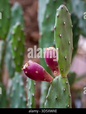 Un primo piano di frutti di fico d'India (Opuntia) su una pagaia di cactus d'India su sfondo sfocato. Colorate specie di cactus di fichi d'India. Foto Stock