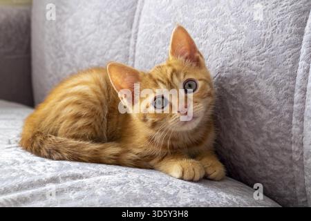Un piccolo gattino rosso giace sul divano e guarda la telecamera. Primo piano, vista frontale, messa a fuoco selettiva Foto Stock