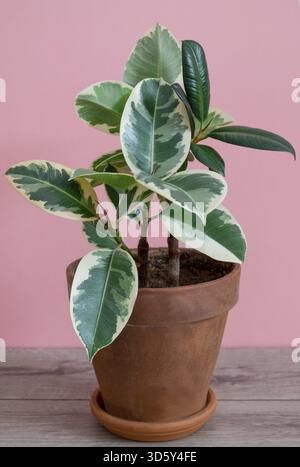 Ficus di gomma della varietà tieneke in un vaso di fiori di argilla su sfondo rosa. Piante all'interno, concetto di giardino domestico. Orientamento verticale Foto Stock
