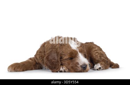 Simpatico Tuxedo Labradoodle, noto anche come cucciolo Cobberdog, che si addormenta velocemente. Occhi chiusi. Isolato su sfondo bianco, Paesi Bassi Foto Stock