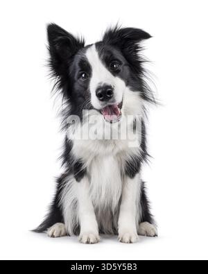 Carismatico tipico cane Border Collie, in bianco e nero, seduto davanti. Guardare direttamente alla fotocamera con la bocca aperta. Isolat Foto Stock