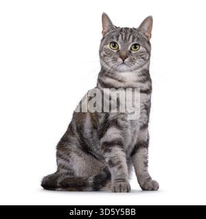 Gatto europeo Shorthair con tortie per adulti espressiva, seduto lateralmente. Guardare direttamente nell'obiettivo. Isolato su sfondo bianco, Paesi Bassi Foto Stock