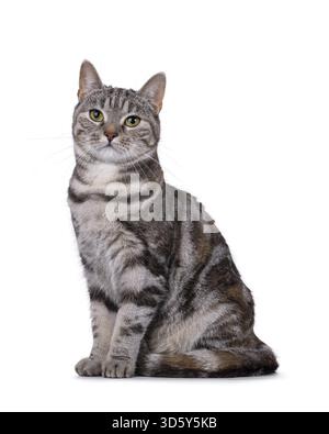 Gatto europeo Shorthair con tortie per adulti espressiva, seduto lateralmente. Guardare direttamente nell'obiettivo. Isolato su sfondo bianco, Paesi Bassi Foto Stock