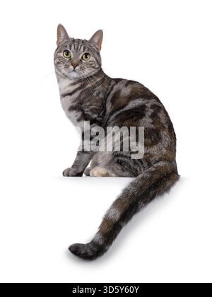 Gatto Shorthair europeo con tortie per adulti espressiva, seduto lateralmente sul bordo con la coda appesa verso il basso. Guardare direttamente nell'obiettivo. isolato su una b bianca Foto Stock