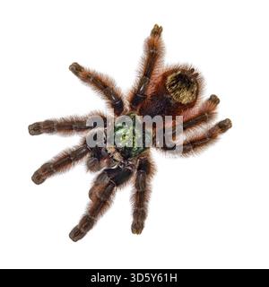 Colorata Caribena Versicolor, nota anche come tarantula delle Antille. Vista dall'alto, isolata su sfondo bianco, Paesi Bassi Foto Stock
