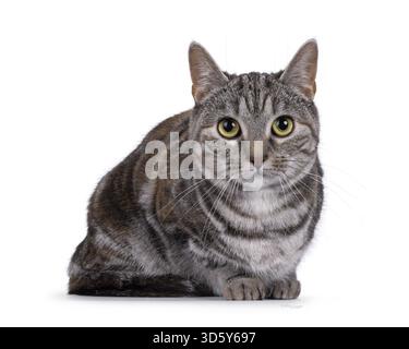 Gatto Shorthair europeo con tortie per adulti espressiva, rivolto verso la parte anteriore. Guardare direttamente nell'obiettivo. Isolato su sfondo bianco, Paesi Bassi Foto Stock