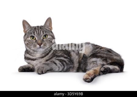 Gatto europeo Shorthair con tortie per adulti espressiva, disposto su un lato. Guardare direttamente nell'obiettivo. Isolato su sfondo bianco, Paesi Bassi Foto Stock